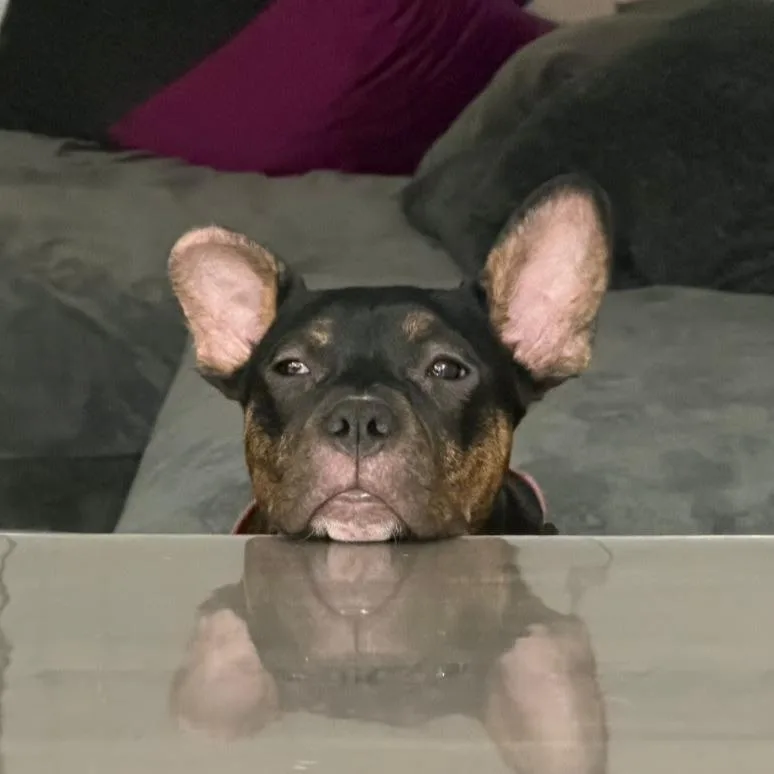 Puppy