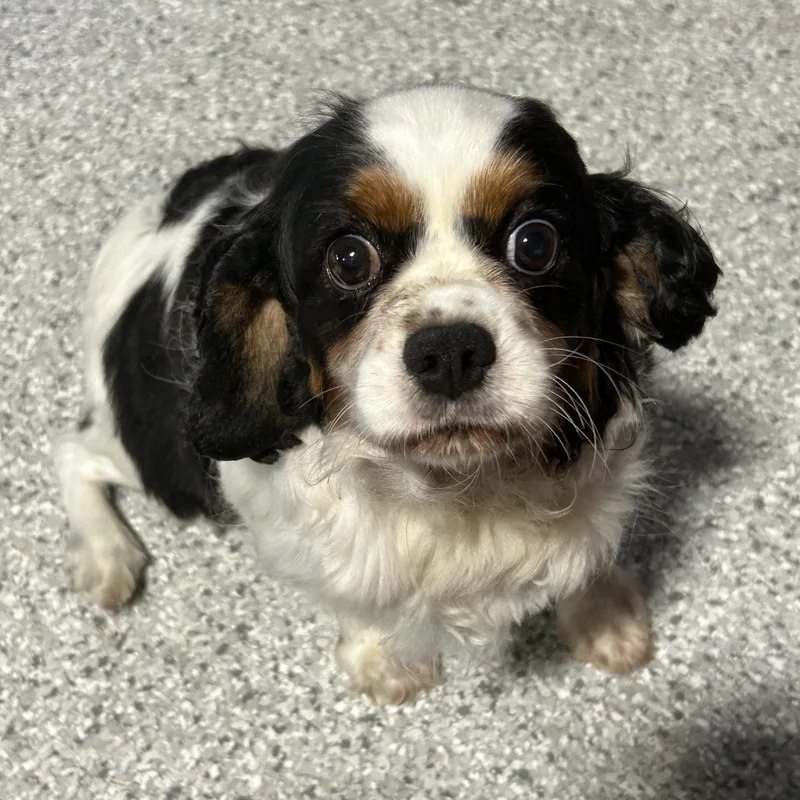 Hazel