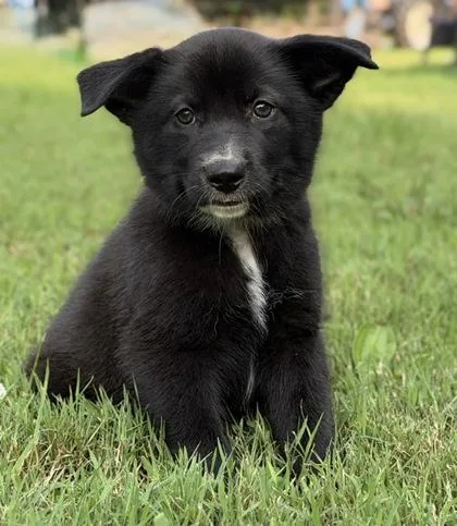 A baby medium-sized male Catahoula Leopard Dog dog named Claxton for adoption in Malvern, PA