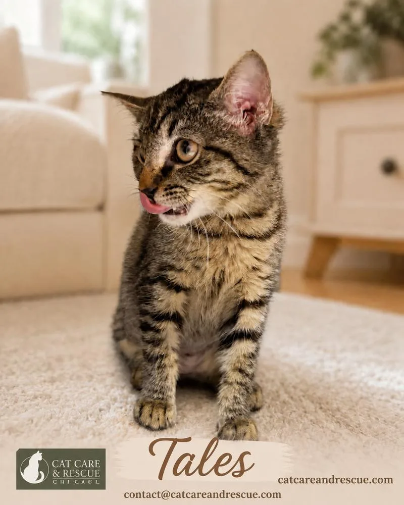 A baby medium-sized female Tabby (Brown / Chocolate) Domestic Short Hair cat named Tales for adoption in Chicago, IL