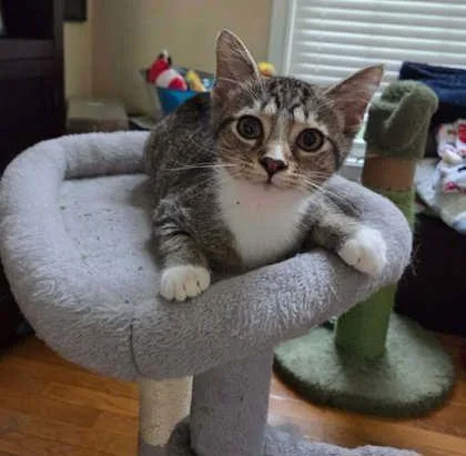 A baby small-sized male Brown / Chocolate Domestic Short Hair cat named Jupiter for adoption in Newport, KY