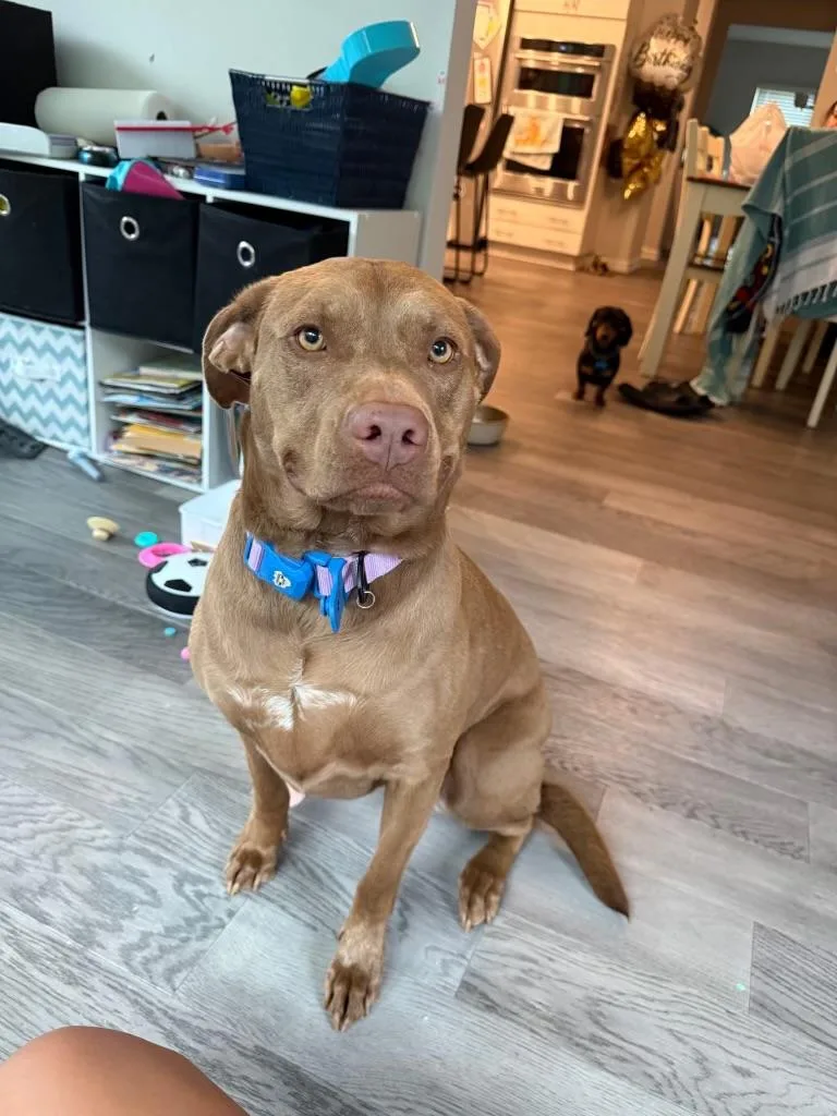 A young medium-sized female Brown / Chocolate Labrador Retriever dog named Harper for adoption in Hagerstown, MD