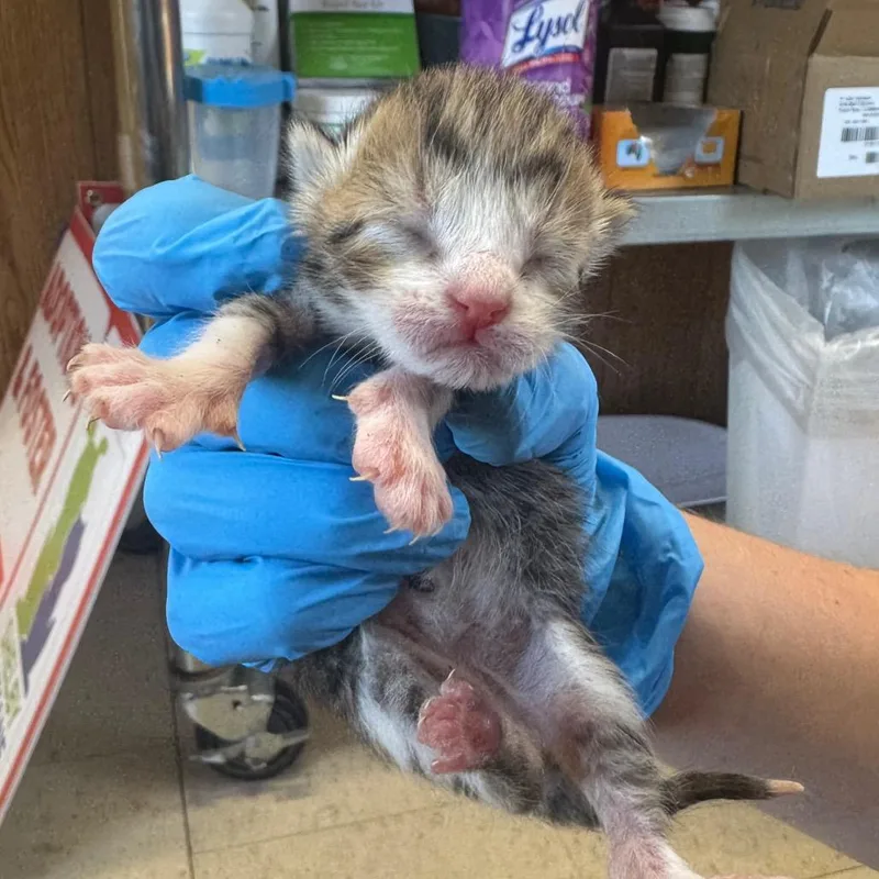A baby small-sized male Brown / Chocolate Domestic Short Hair cat named Garlic for adoption in Columbiana, AL