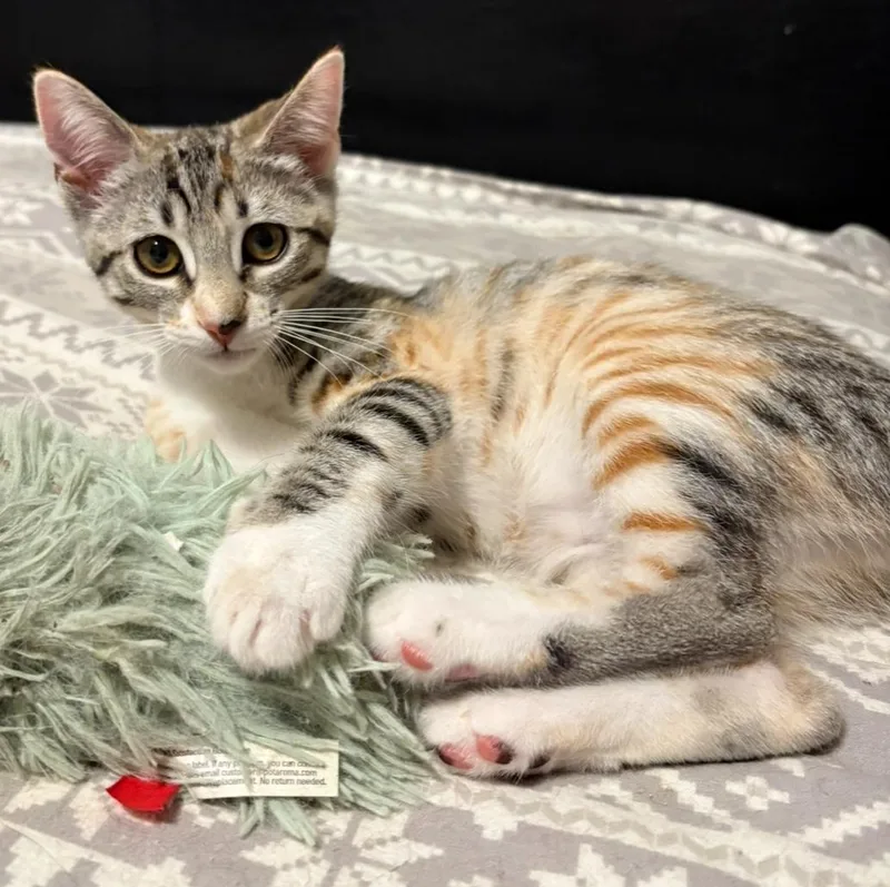 A baby medium-sized female Calico Domestic Short Hair cat named Darjeeling for adoption in La Canada, CA