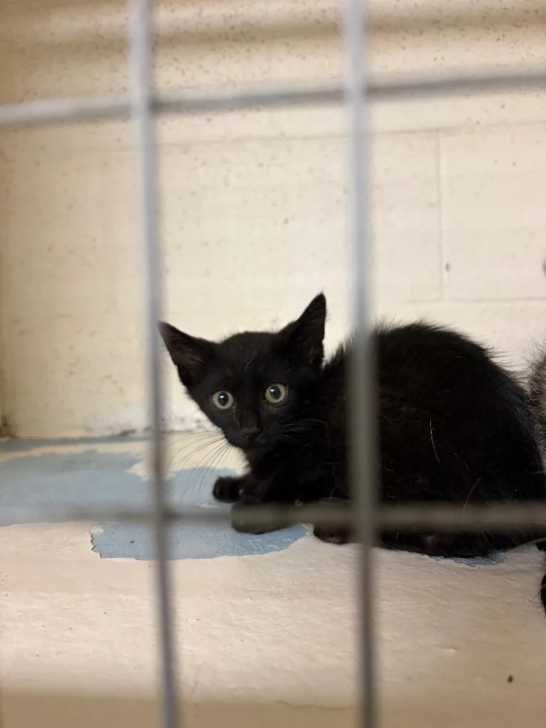 A baby small-sized male Domestic Short Hair cat named Zorro for adoption in Ada, OK