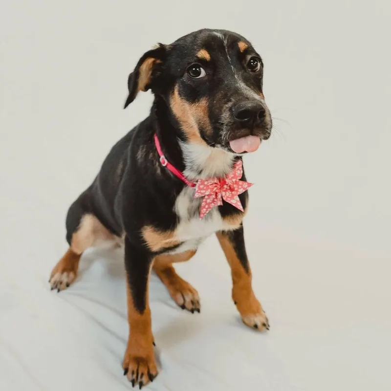 A baby medium-sized female Tricolor (Brown, Black, & White) Shepherd dog named Macey for adoption in Chatham, NJ