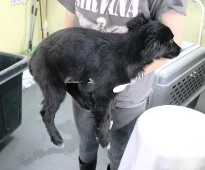 Broccoli thumbnail 2