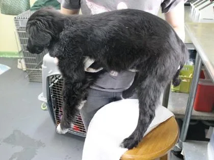 Broccoli thumbnail 3