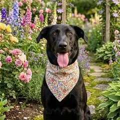 A young medium-sized female Black Labrador Retriever dog named Roxy for adoption in Willington, CT