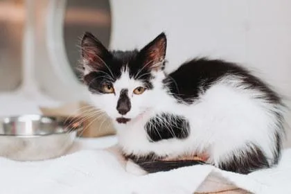 A young small-sized female Domestic Short Hair cat named A Anna Banana for adoption in North Charleston, SC