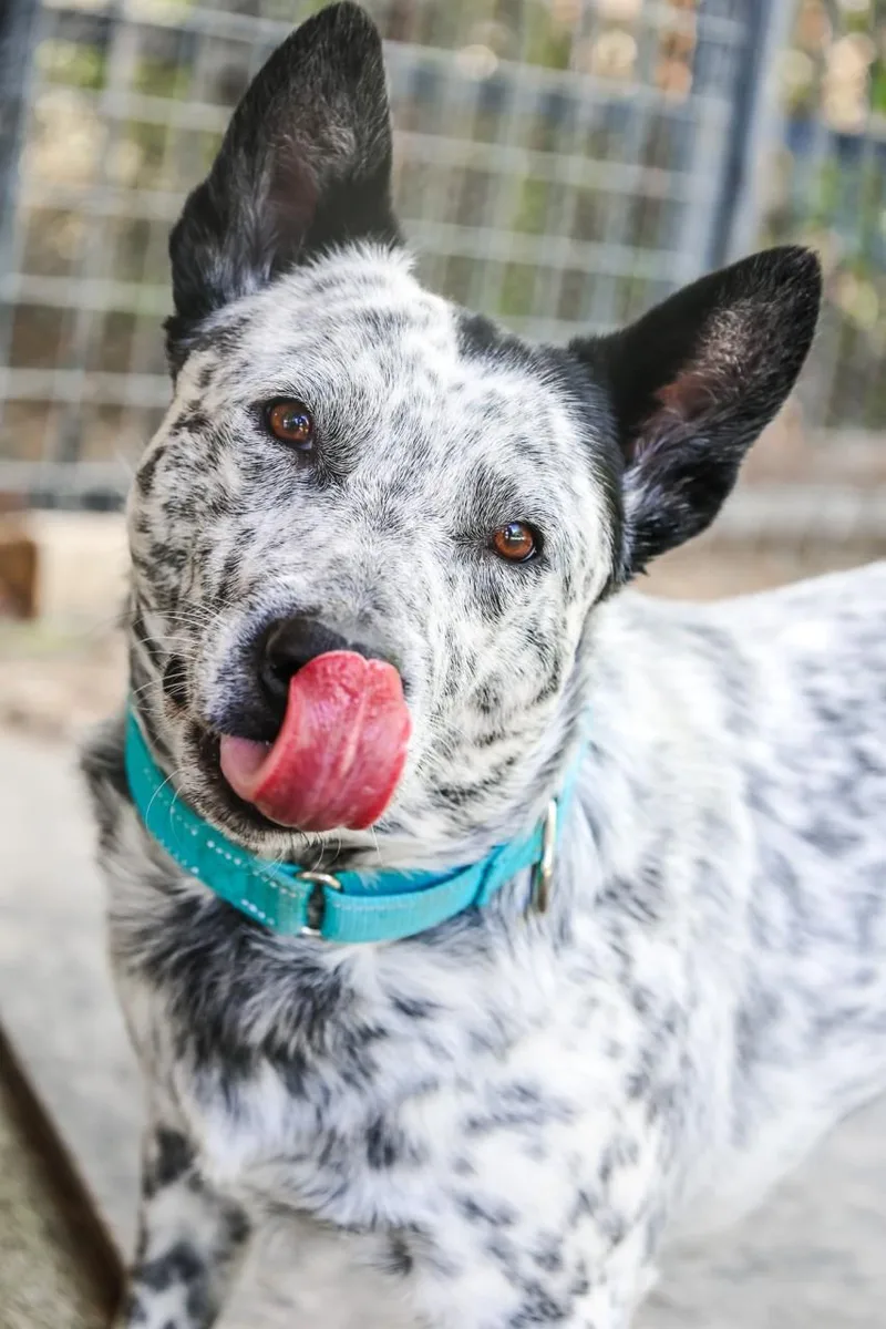 A young medium-sized male Gray / Blue / Silver Australian Cattle Dog / Blue Heeler dog named Slade for adoption in Mansfield, TX