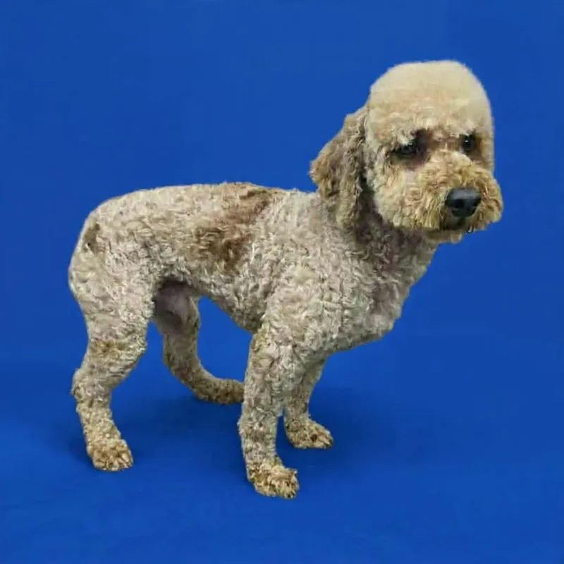 An adult small-sized male Yellow / Tan / Blond / Fawn Poodle (Toy) dog named Hank for adoption in Wheelersburg, OH