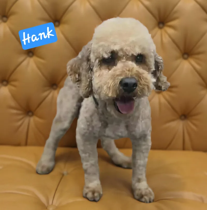 Hank thumbnail 2