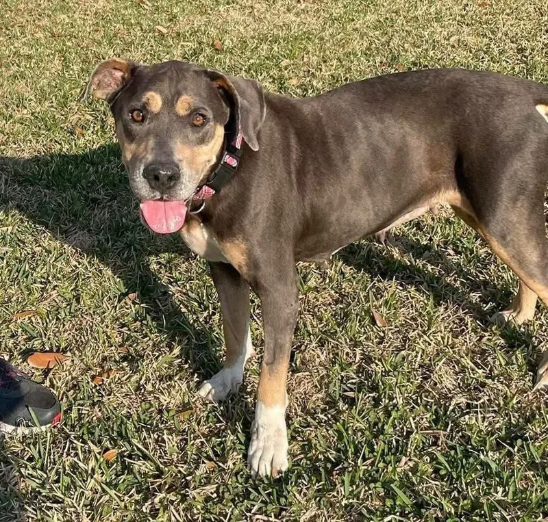 A senior large-sized female Pit Bull Terrier dog named Miracle ๐ A for adoption in Silsbee, TX