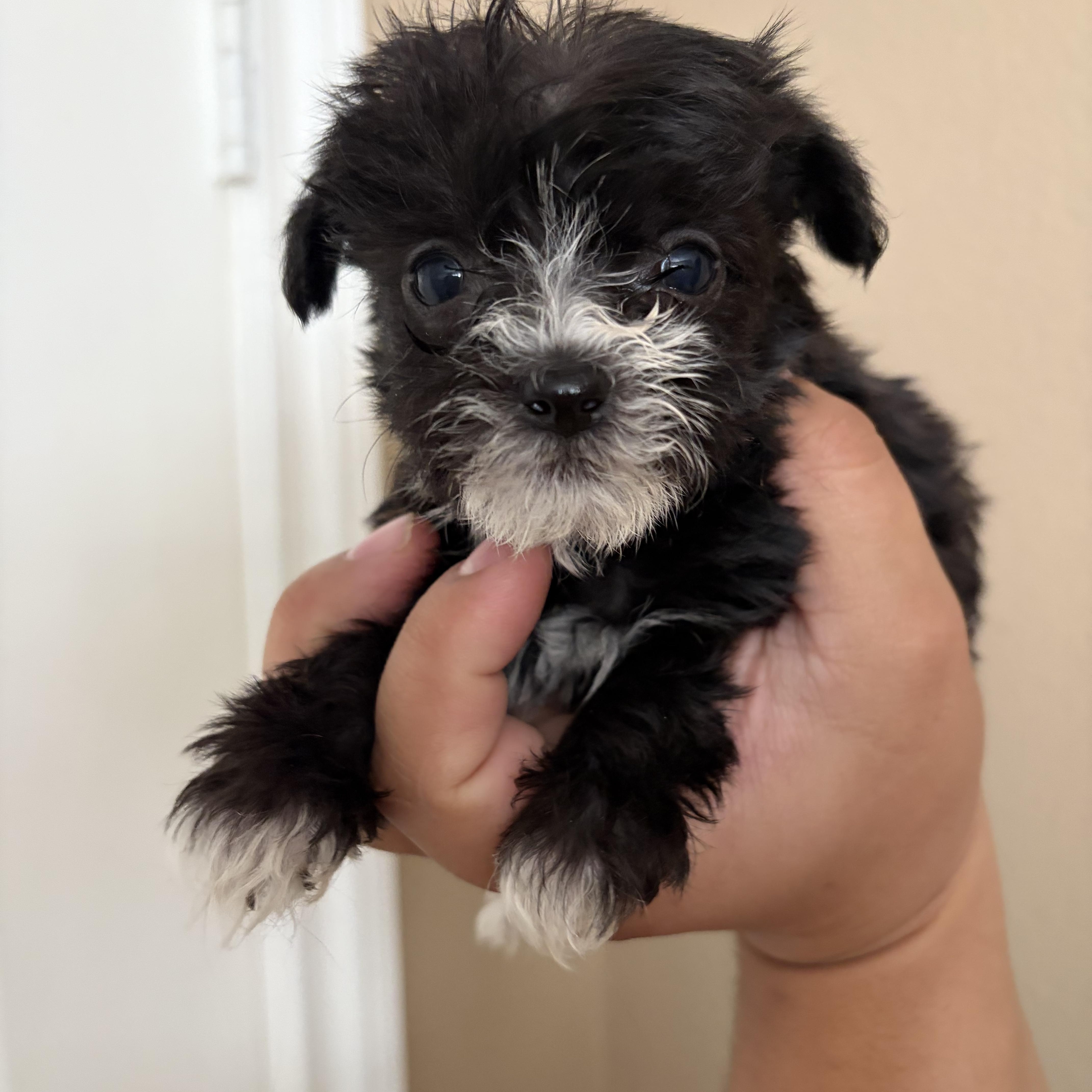 A baby small-sized male Chihuahua dog named Sprout for adoption in Corona, CA