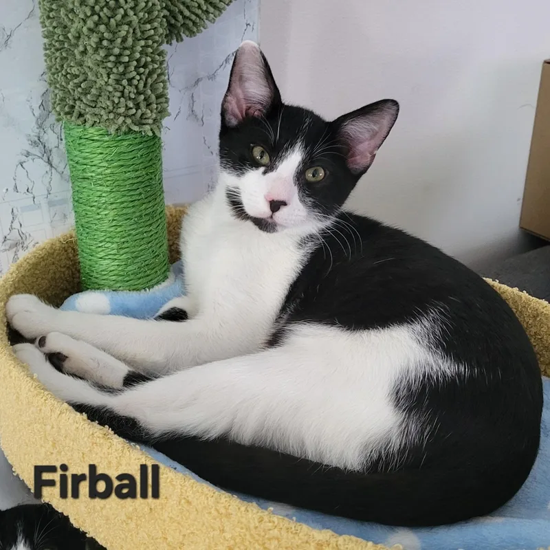 A baby medium-sized male Black & White / Tuxedo Domestic Short Hair cat named Firball for adoption in Sewell, NJ