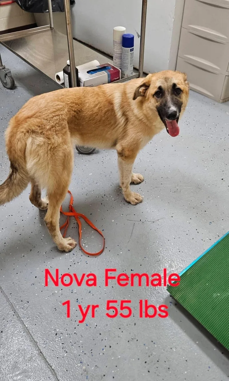 A baby medium-sized female Yellow / Tan / Blond / Fawn Belgian Shepherd / Tervuren dog named Nova for adoption in Cary, NC