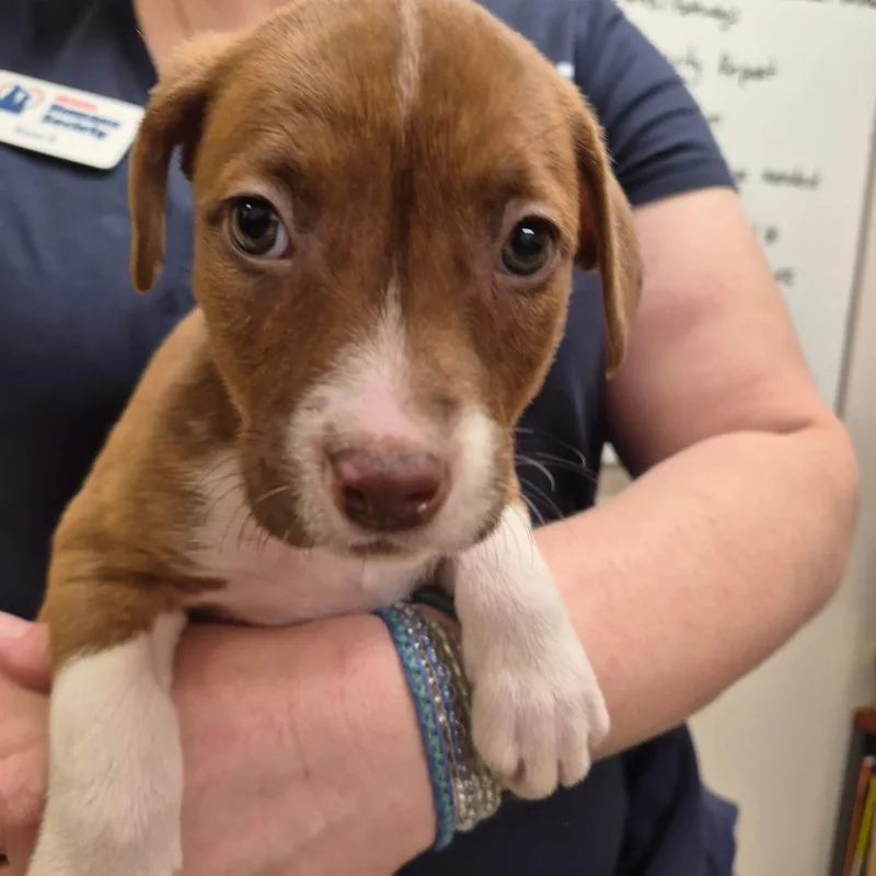 A baby small-sized female Apricot / Beige Pit Bull Terrier dog named Rocki for adoption in Reno, NV