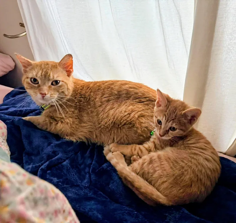 An adult medium-sized male Domestic Short Hair cat named Nacho for adoption in Rochester , NY