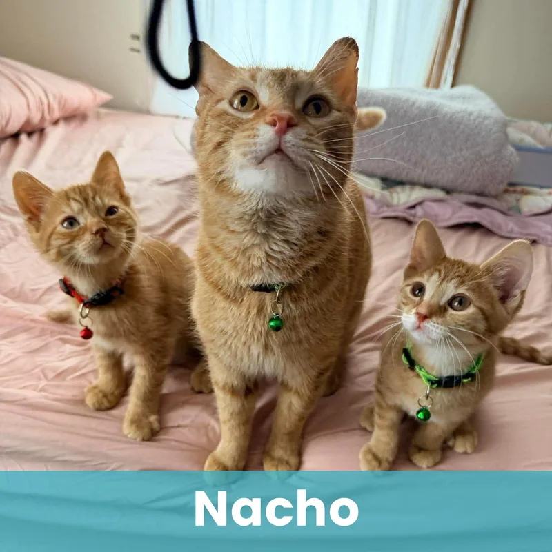 Nacho thumbnail 5