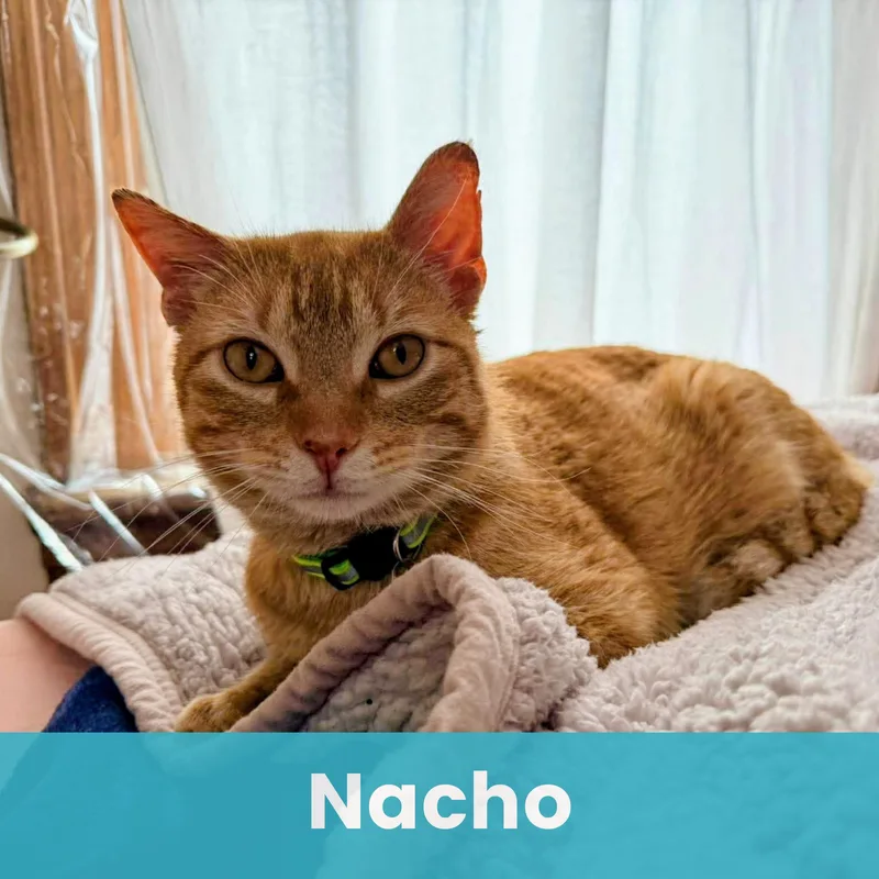 Nacho thumbnail 6