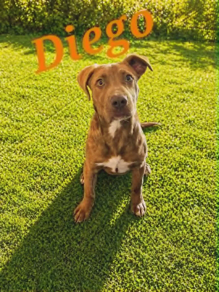 Diego
