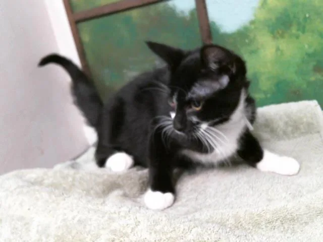 A baby small-sized male Domestic Short Hair cat named Tiki for adoption in Houston, TX