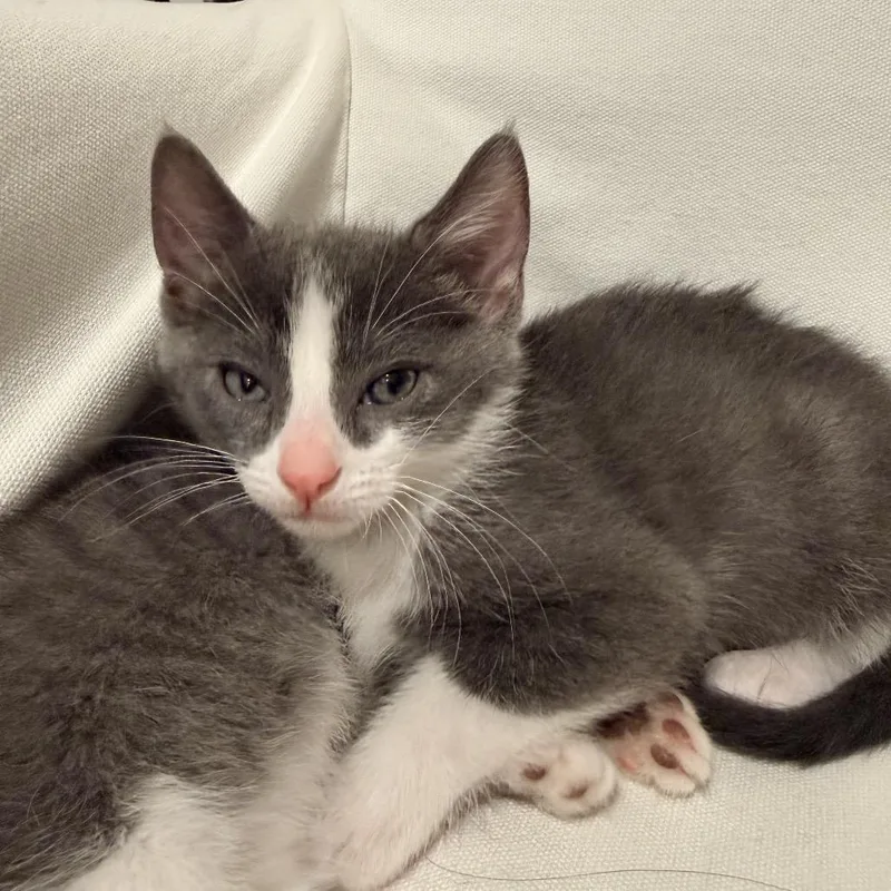 A baby small-sized male Gray / Blue / Silver Domestic Short Hair cat named Normie for adoption in Tustin, CA