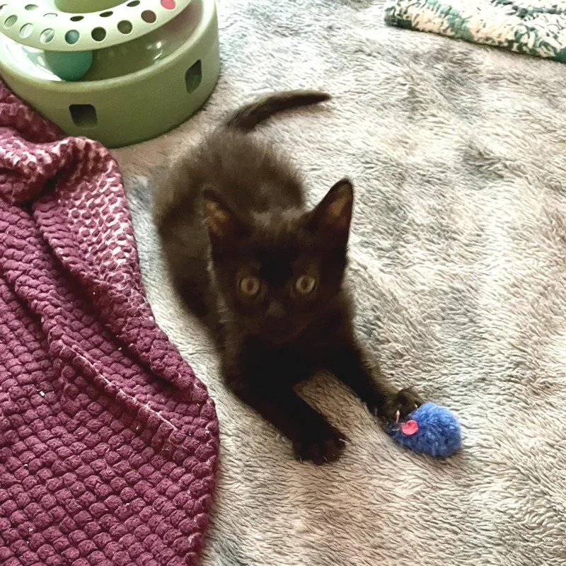 A baby small-sized female Black Domestic Short Hair cat named Hypnos for adoption in Bel Air, MD