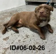 An adult medium-sized female Mixed Breed dog named Annie for adoption in Largo, FL