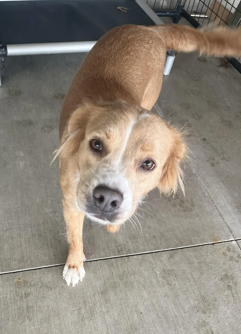 An adult medium-sized female Apricot / Beige Australian Shepherd dog named Lizzie for adoption in Monroe, OH