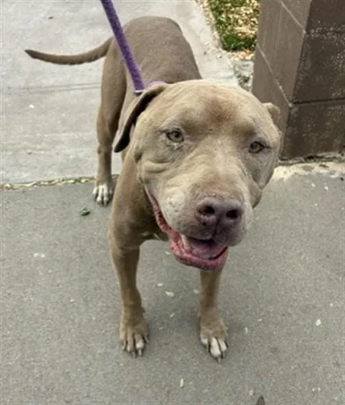 An adult large-sized male Pit Bull Terrier dog named Picasso for adoption in Phoenix, AZ