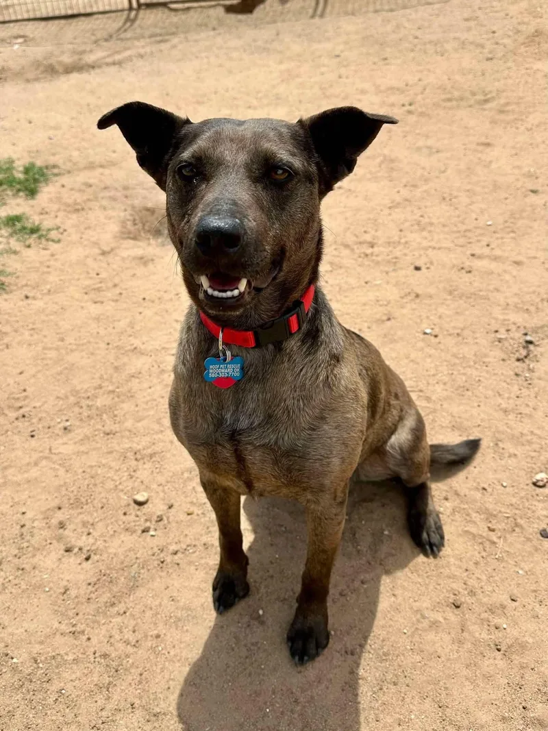 An adult medium-sized female Terrier dog named Batgirl for adoption in Woodward, OK