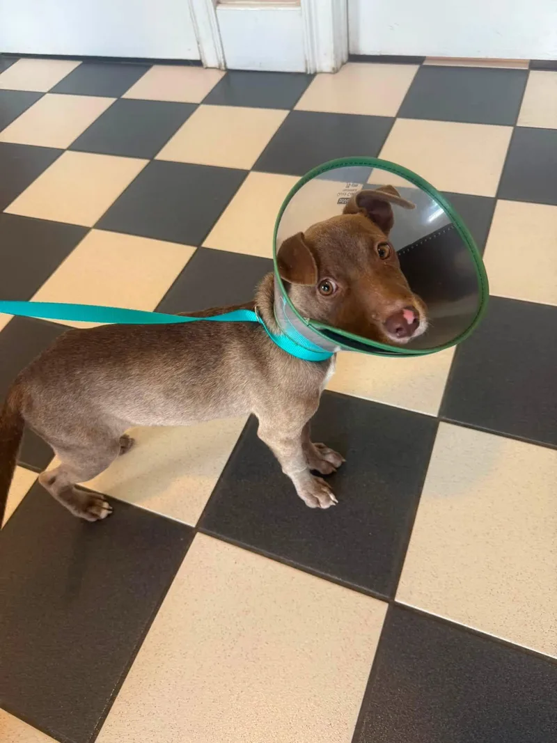 A baby small-sized female Mixed Breed dog named Ellie for adoption in Griswold, CT