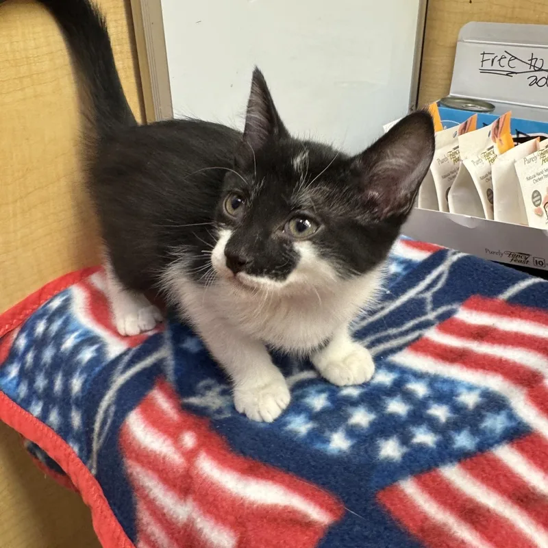 A baby medium-sized male Black Domestic Short Hair cat named Per for adoption in Albuquerque, NM