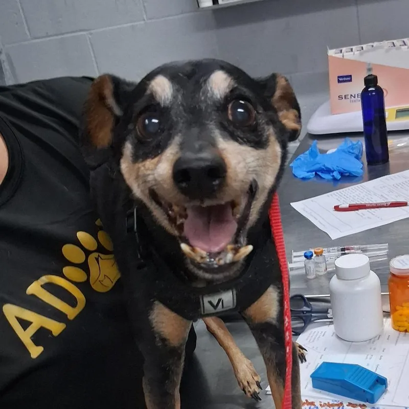 A senior small-sized male Black Chihuahua dog named Bogart for adoption in Summerville, SC