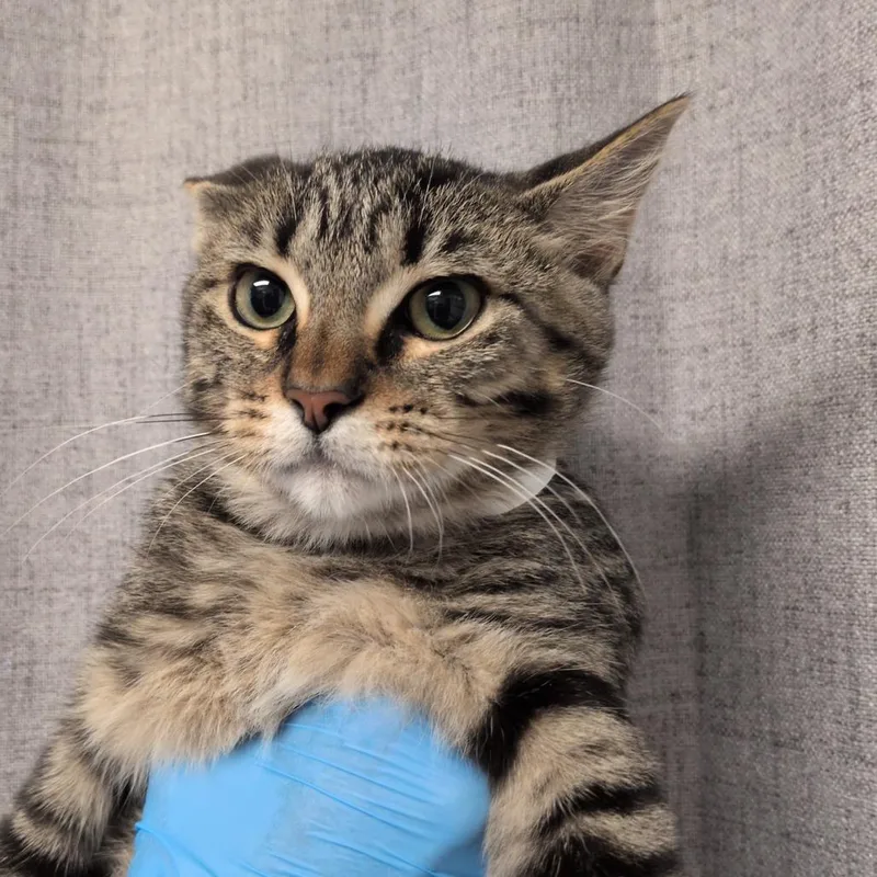 A baby small-sized female Brown / Chocolate Domestic Short Hair cat named Bibs for adoption in Hattiesburg, MS