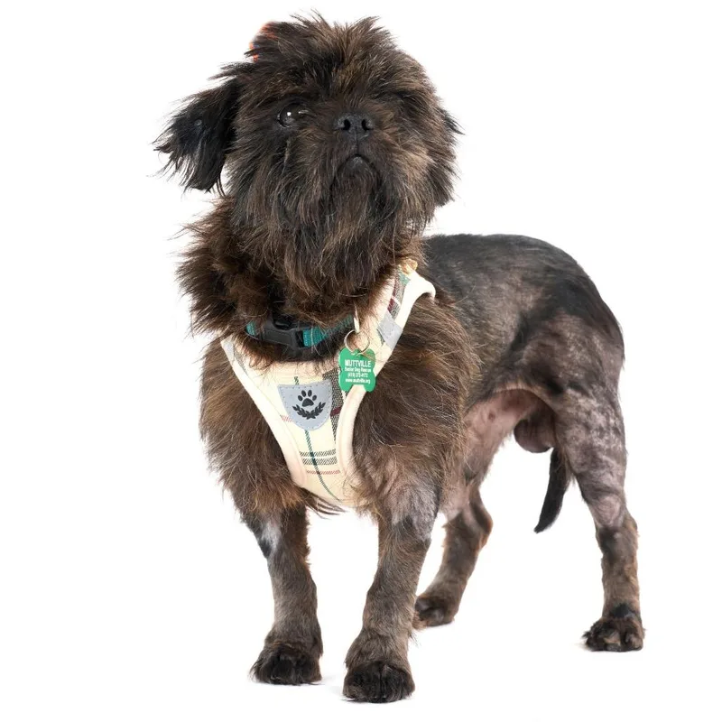 A senior small-sized male Black Affenpinscher dog named Tufted for adoption in San Francisco, CA