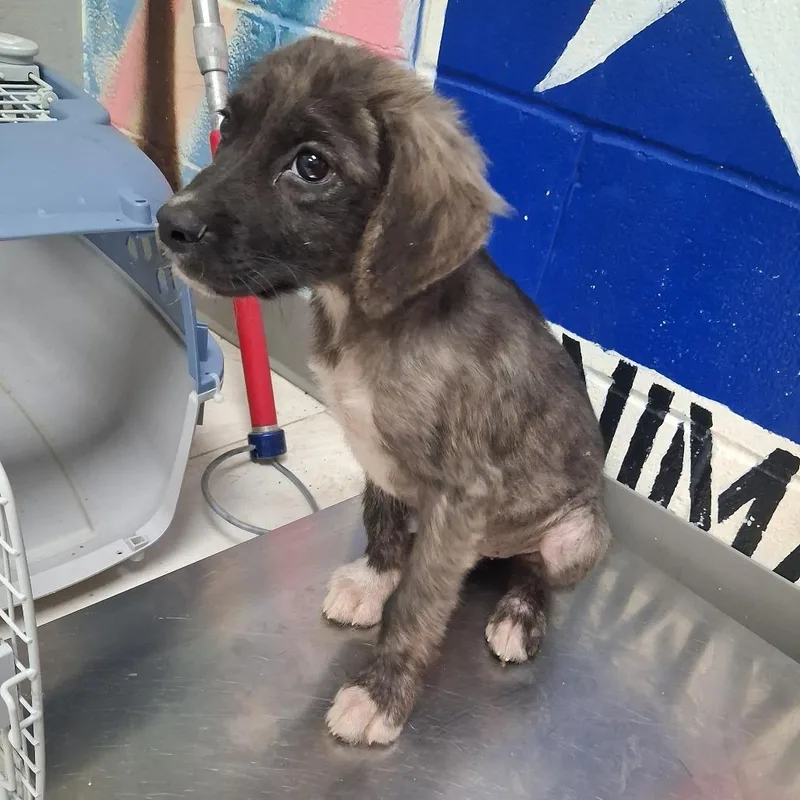 A baby small-sized male Gray / Blue / Silver Mixed Breed dog named Cortez for adoption in Lufkin, TX
