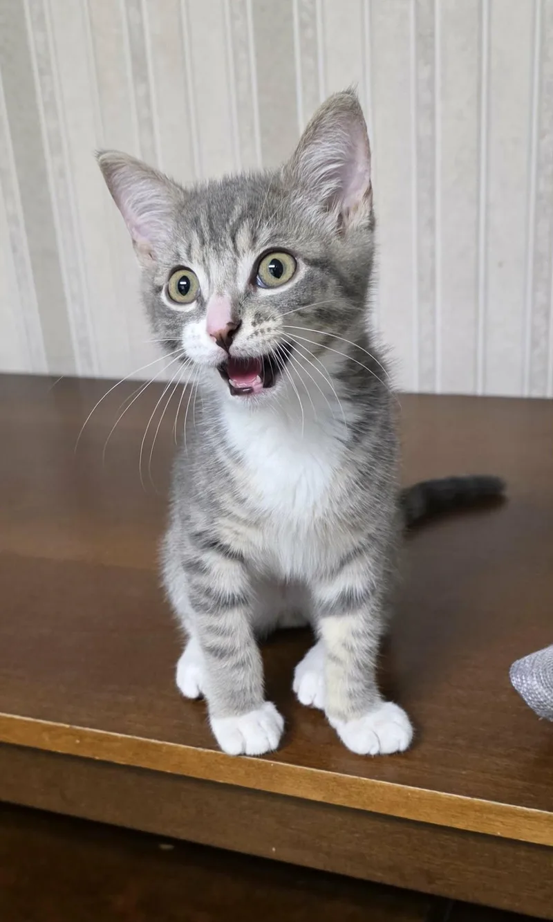 A young medium-sized male Domestic Short Hair cat named Ian for adoption in Mechanicsburg, PA