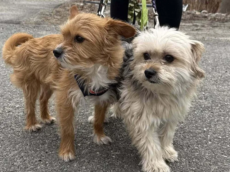 An adult medium-sized male Yorkshire Terrier dog named Ferito for adoption in Groveland, MA