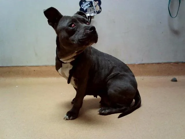 An adult medium-sized female Pit Bull Terrier dog named Renate for adoption in Martinez, CA