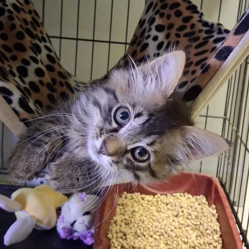 A baby small-sized male Black Domestic Medium Hair cat named Joey for adoption in Hemet, CA