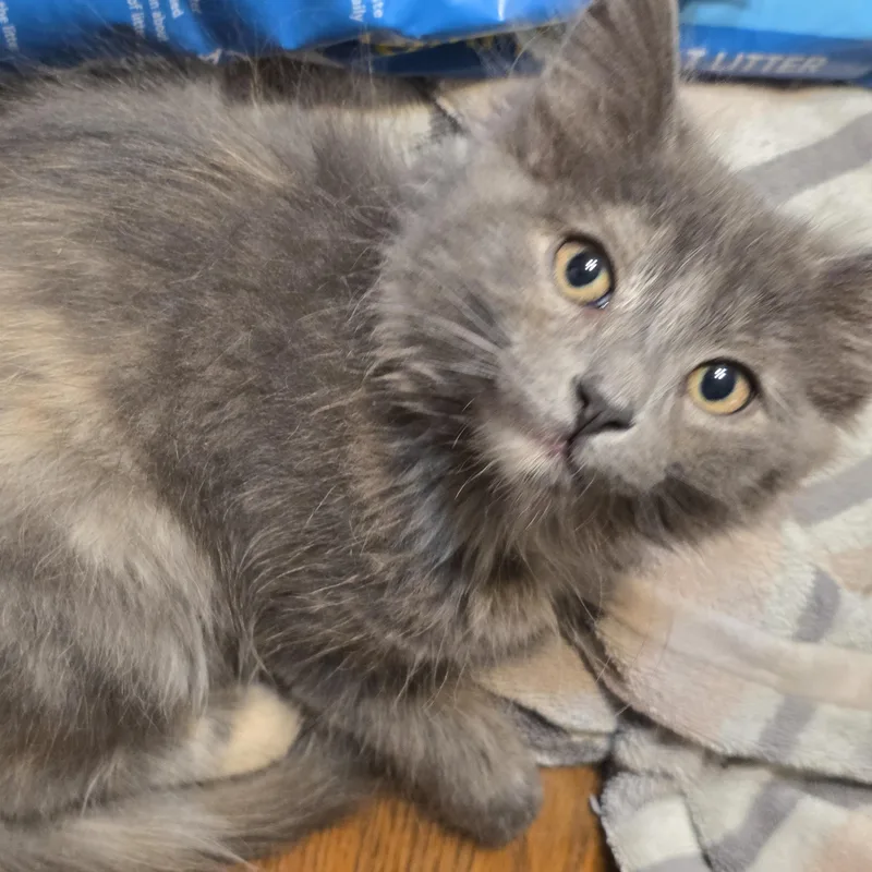 A baby small-sized female Dilute Tortoiseshell Domestic Medium Hair cat named Lint for adoption in Liverpool, TX