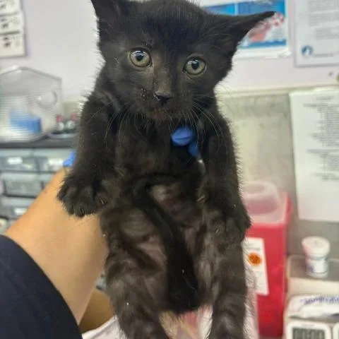 A baby small-sized male Black Domestic Short Hair cat named Apollo for adoption in Los Angeles, CA