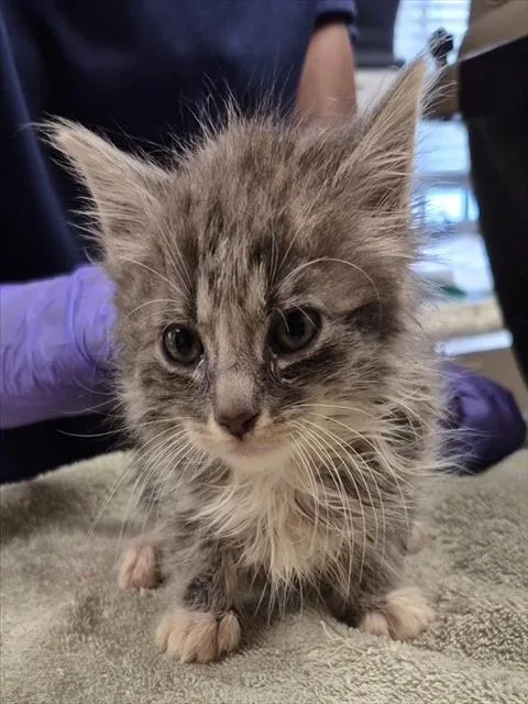 A baby small-sized male Domestic Long Hair cat named Rafeyel for adoption in Lodi, CA