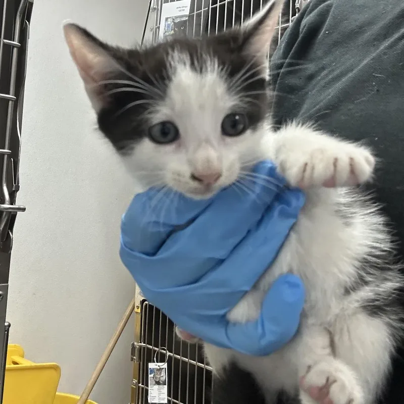 A baby small-sized female Domestic Short Hair cat named Lulu for adoption in Newark, NJ