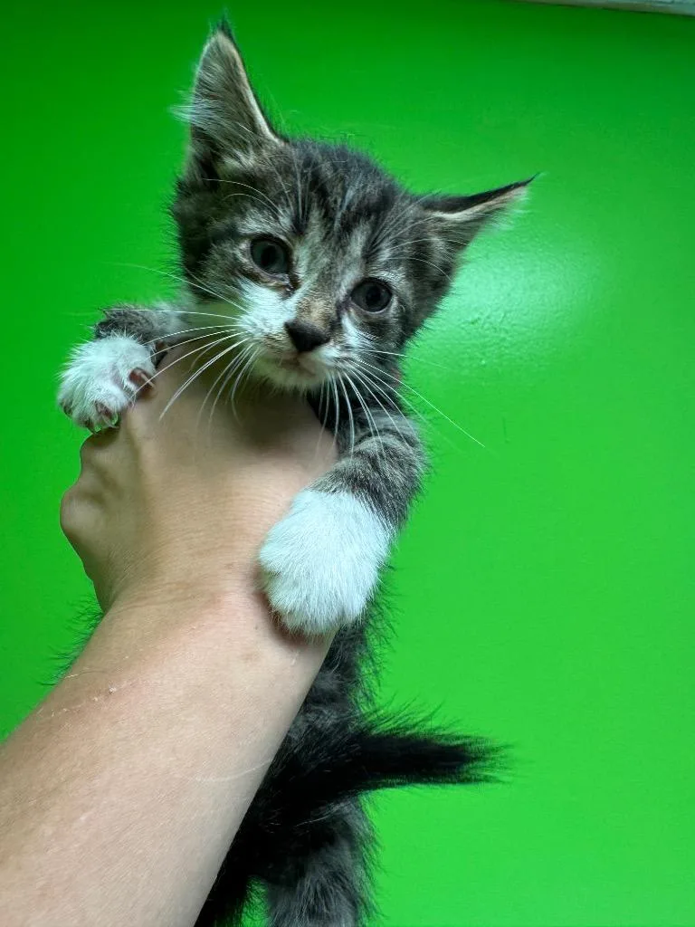A baby medium-sized male Domestic Short Hair cat named Wade for adoption in Johnson City, TN