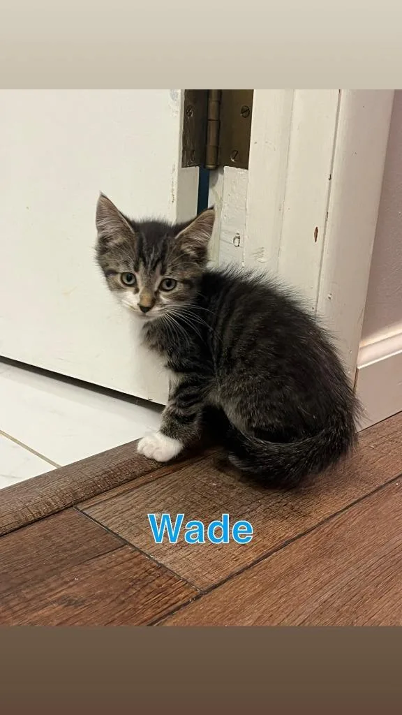 Wade thumbnail 2