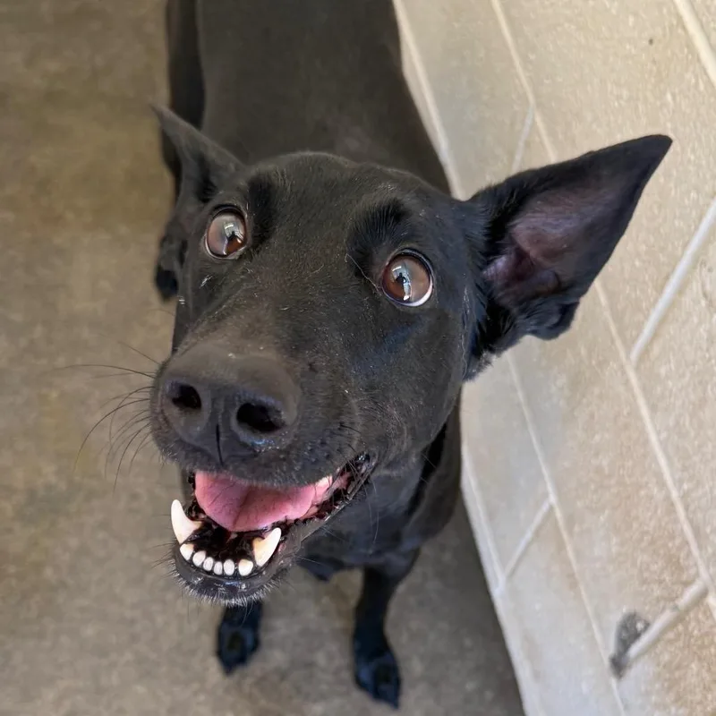 A young medium-sized female Shepherd dog named Cleopatra for adoption in Jacksonville, AR